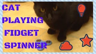 Cat v Fidget Spinner   ||   mrcreativequarter