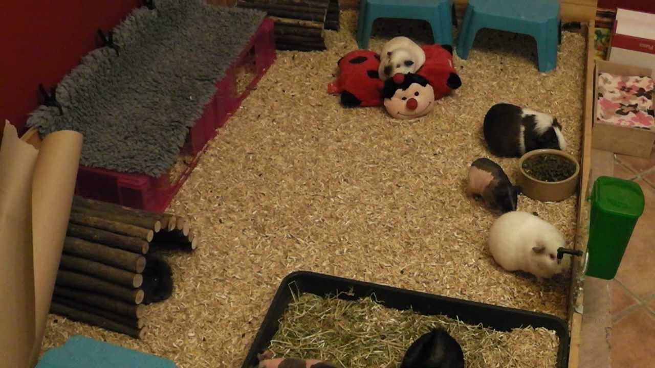 All About Guinea Pig Bedding