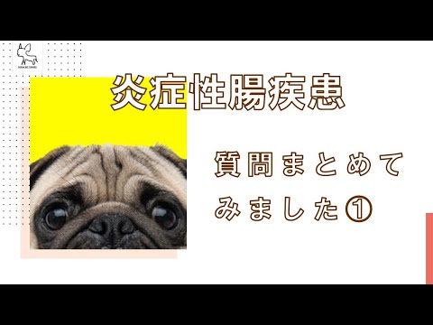 犬の炎症性腸疾患 - 症状と治療法