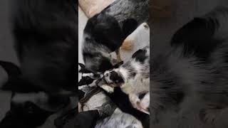Video preview image #1 Border Collie Puppy For Sale in Highland, IL, USA