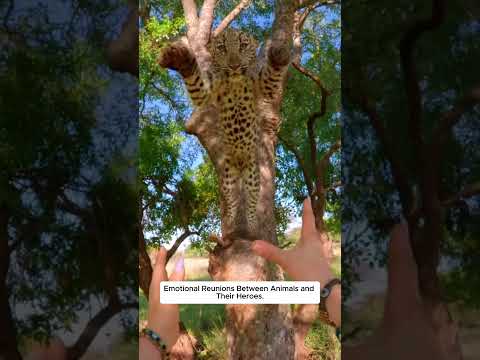 Emotional Reunions Between Animals and Their Heroes.