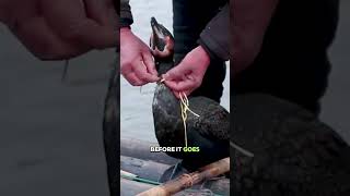 Download lagu Memancing Dengan Menggunakan Burung Kormoran #dndx1 mp3 Download lagu Memancing Dengan Menggunakan Burung Kormoran #dndx1 mp3