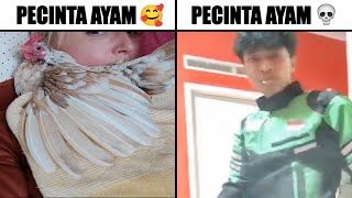 Download lagu Pecinta Ayam 🥰 Ketika Ketemu Pecinta Ayam 💀... mp3