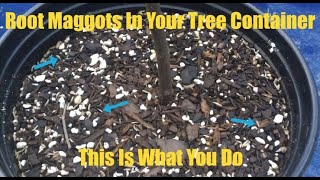 Root Maggots In Your Tree Container.   This Is What You Do