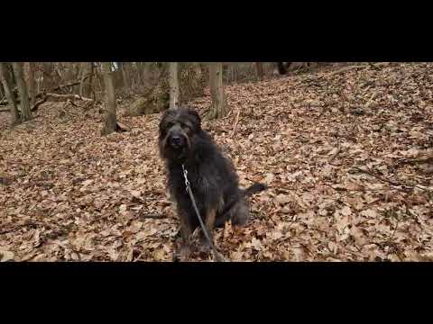 Auch mit Leine Spaß - Preydummy suchen