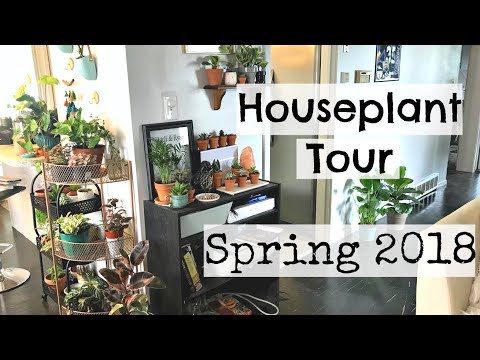 Houseplant Tour | Spring 2018 Houseplants