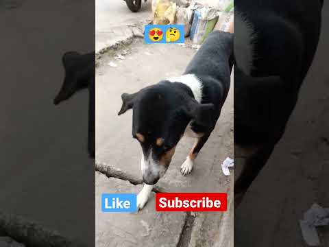Street dog lovers part 14🐶#shorts#short#dog