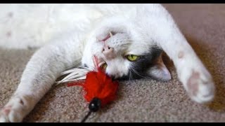 Kitty Gets Surgery