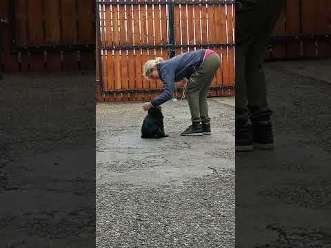 Cavalier King Charles Spaniel puppy for sale