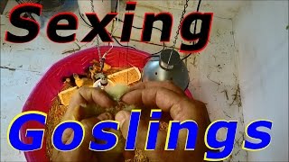 Trying To Vent Sex The Goslings #50 Hatching Duck & Goose Eggs