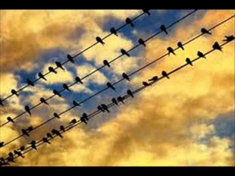 Pięciolinia (Prod. DarSon)