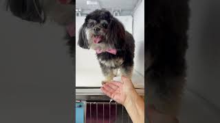 Video preview image #1 Shih Tzu Puppy For Sale in Benton, LA, USA