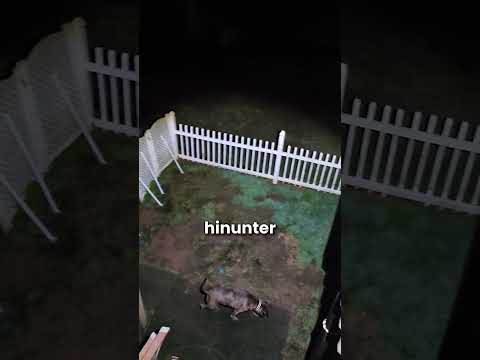 Ihr Hund ist ein echter Skinwalker!