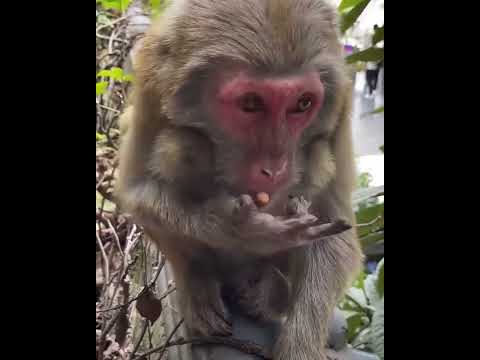 #Cutebabymonkey #ASMRMongkey #Monkeyeating #FunnyMonkey / #DanceMonkey / #monkey  Ept187   #shorts