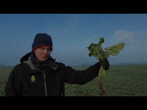 Praxistipps zur Rapserdfloh-Kontrolle