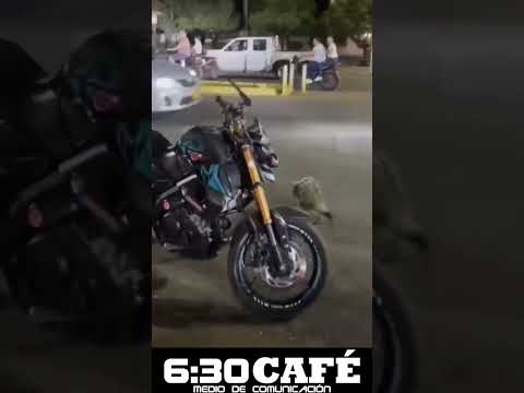 Puercoespín captado caminando en Aguachica, Cesar