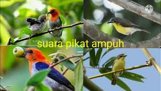 Download lagu Suara pikat burung cabe-cabean dan burung remetuk laut mp3 Download lagu Suara pikat burung cabe-cabean dan burung remetuk laut mp3