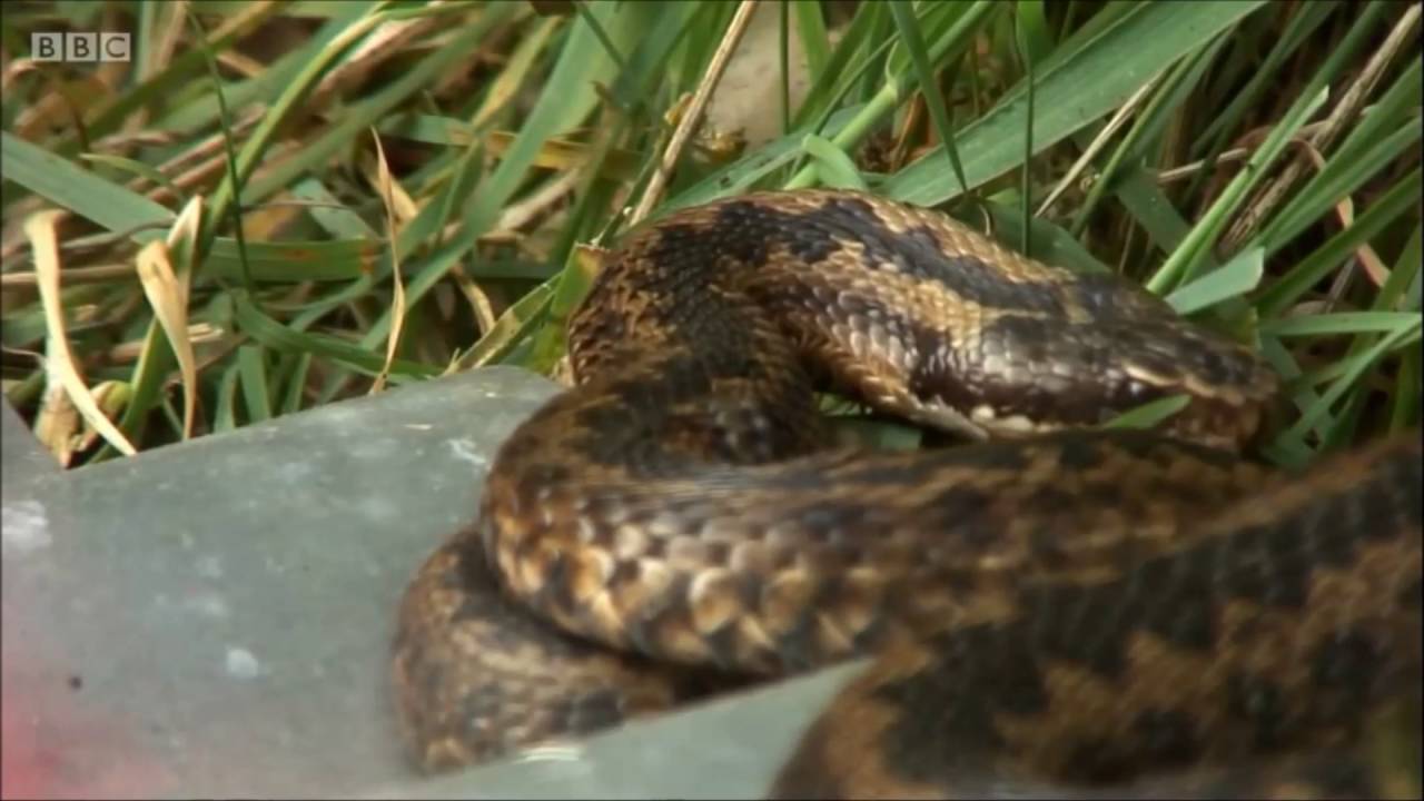 Adders on Springwatch (2016)