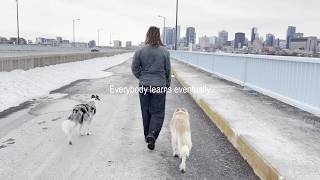 Dog (everybody learns)