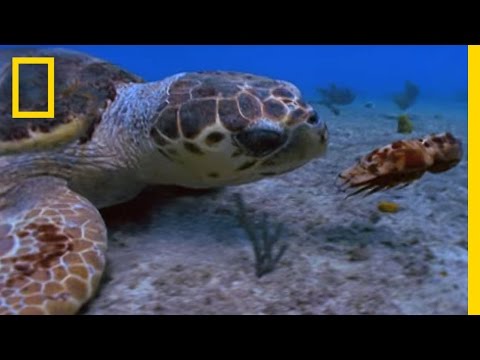 Loggerhead vs. Lobster | National Geographic