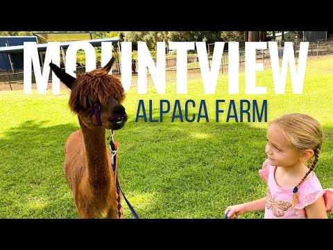 Mountview Alpaca Farm