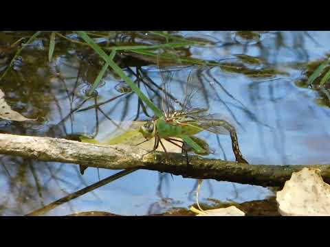 Common green darner (Anax junius) dragonfly, Hassayampa River Preserve, AZ