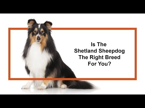 Shetland Sheepdog Video