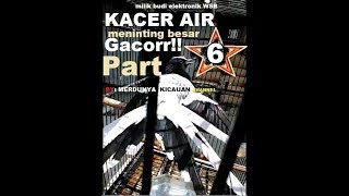 Download lagu Kacer air (meninting besar) gacor milik om budi elektronik wonosobo part 6 mp3