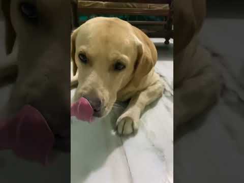 Thumbnail for #sohigh #labradorpuppy #labrador #lab #labradordog #dog #doglover #doglovers #sidhumoosewala by L.A.B., Prince
