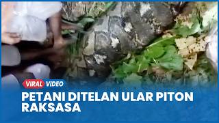 Download lagu Ngeri, Petani Ditelan Ular Piton Raksasa Sepanjang 7 Meter di Dalam Hutan Maluku mp3 Download lagu Ngeri, Petani Ditelan Ular Piton Raksasa Sepanjang 7 Meter di Dalam Hutan Maluku mp3