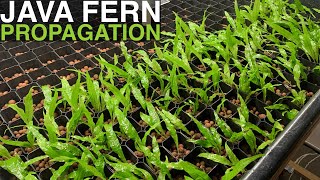 Java Fern Propagation | 168 Plants in Two Minutes!!!