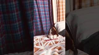 猫のいる暮らし Living with a cat