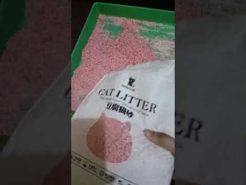 #cat #short Spreading awareness!!!!  #catsoftiktok  #catlover  #cattok  #catlove