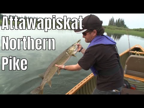 Catching Big Northern Pike On The Attawapiskat River | Fish'n Canada