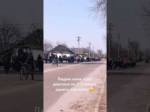 Людям нема куда діватися по 2-3 гривні здають картоплю!😕 #картопля #бізнес #село