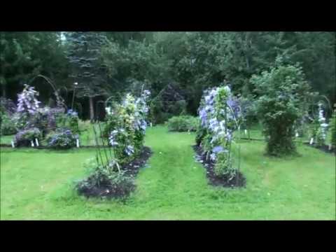 Roogoja clematis garden from Estonia