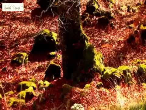 Sheikh Ismail ibn Musa Menk   Znaci Allahove ljubavi