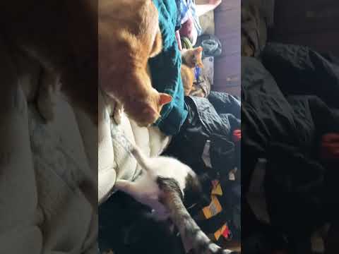 Steve Taige and Zuly