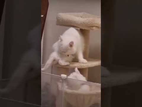 I love cats 🐈 😻 #lovestatus #youtubeshorts #viral #foryou #fypシ #cats #catshorts #catsofyoutube #yt