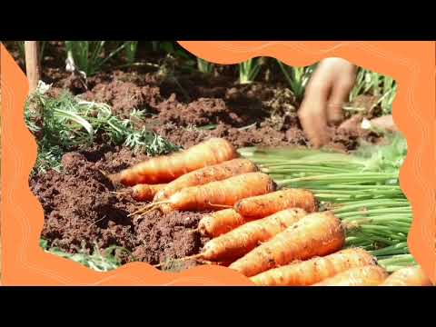 Morcovelul cu codiță - poezie pentru copii