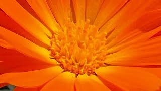 The Navel Chakra Goldprint Activation