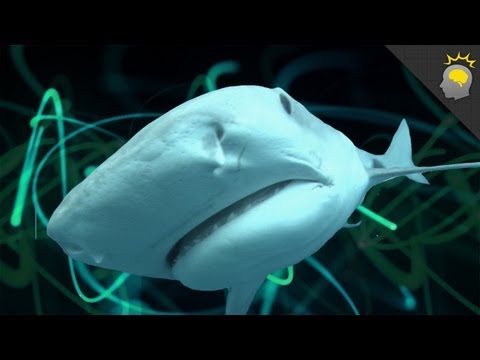 Shark Myths Exposed - Science on the Web #17