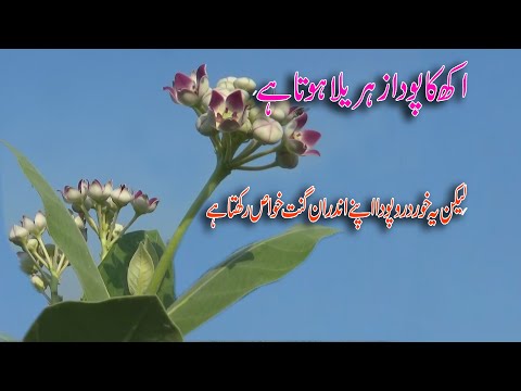 Most Unique flowers AAK Plant Benefits | Giant Calotrope | Documentary on AAK Plant