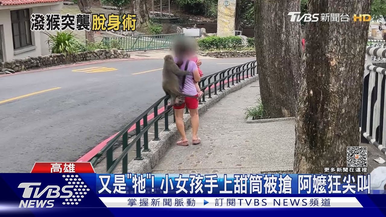 潑猴!搶女童甜筒、蹬遊客頭上搶水瓶 登柴山必學「這幾招」