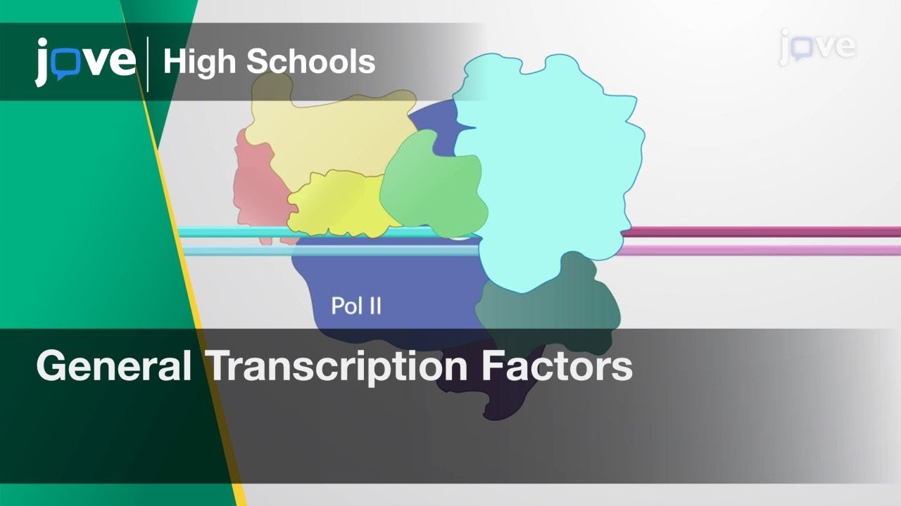 General Transcription Factors | Cell Bio | Video Textbooks - Preview