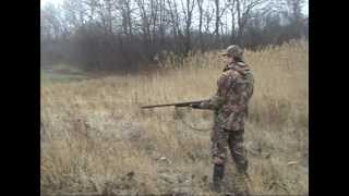 Смотреть онлайн Охота на дикого фазана с собаками