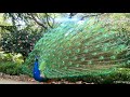 ? Peacocks In the Rose Garden ஜ Video by Ellen Vaman (Warning; there may be strobes/flashing lights)