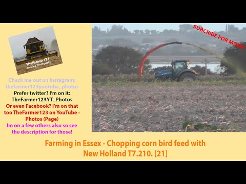 Farming in Essex - Chopping corn bird feed with New Holland T7.210. [21]