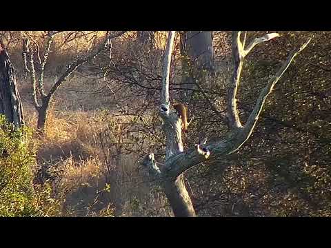 Djuma: Slender Mongoose looking in tree holes - 07:40 - 07/31/21
