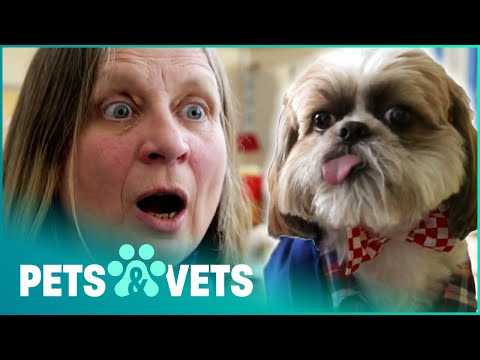 Genius Dog Does Unbelievable Tricks | The Dog with an IQ of 102